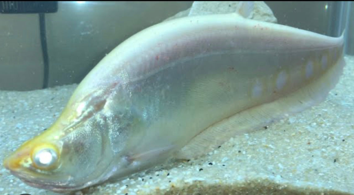 True Albino Clown Knife Fish – DANBURY AQUARIUM