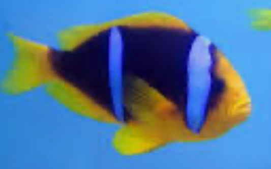 Biota Captive-Bred Blue Striped Clownfish