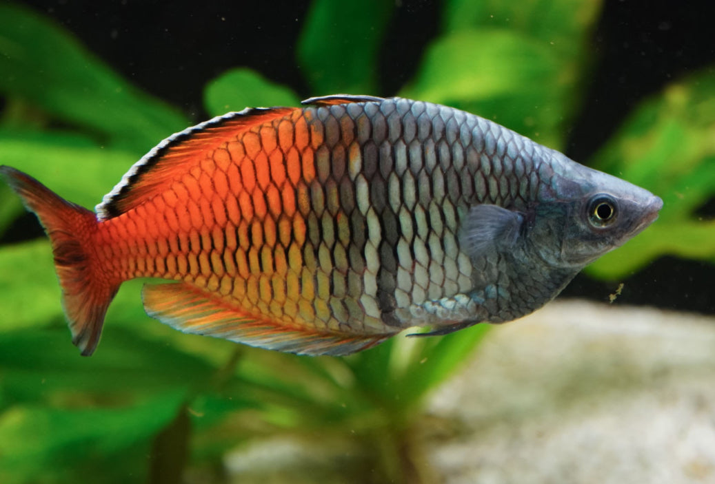 Boesmani Rainbowfish