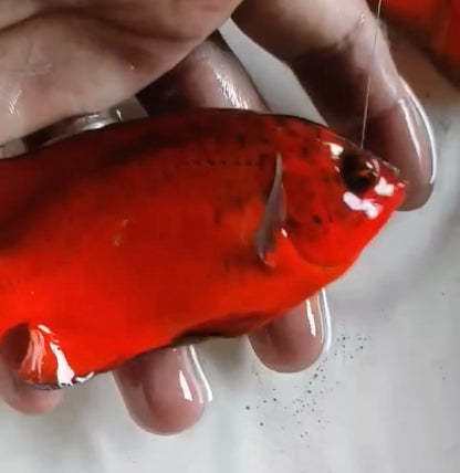 Super Fire Red Oscar (Astronotus ocellatus) 5” —Coming soon—