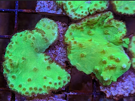 Neon Green Cabbage Soft Coral-MD