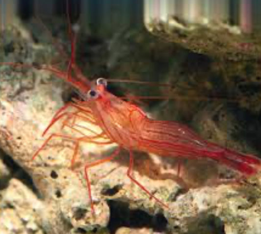 Saltwater Peppermint Shrimp