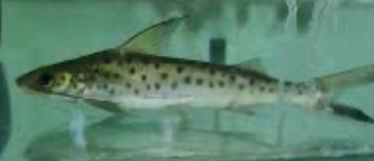 Lince Catfish (Platynematichthys Notatus) 6"-7"