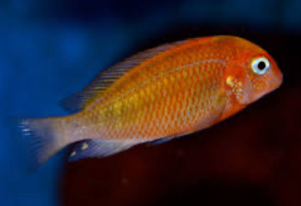 Firecracker Tropheus Blonde Moorii