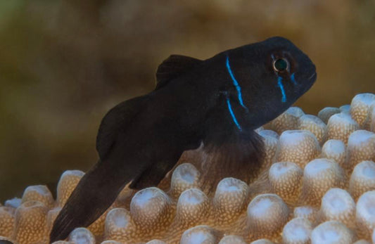 Black Citron Goby-MD