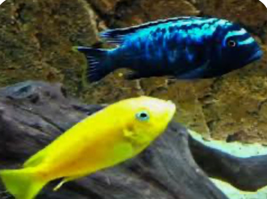 Msobo Cichlid 2"