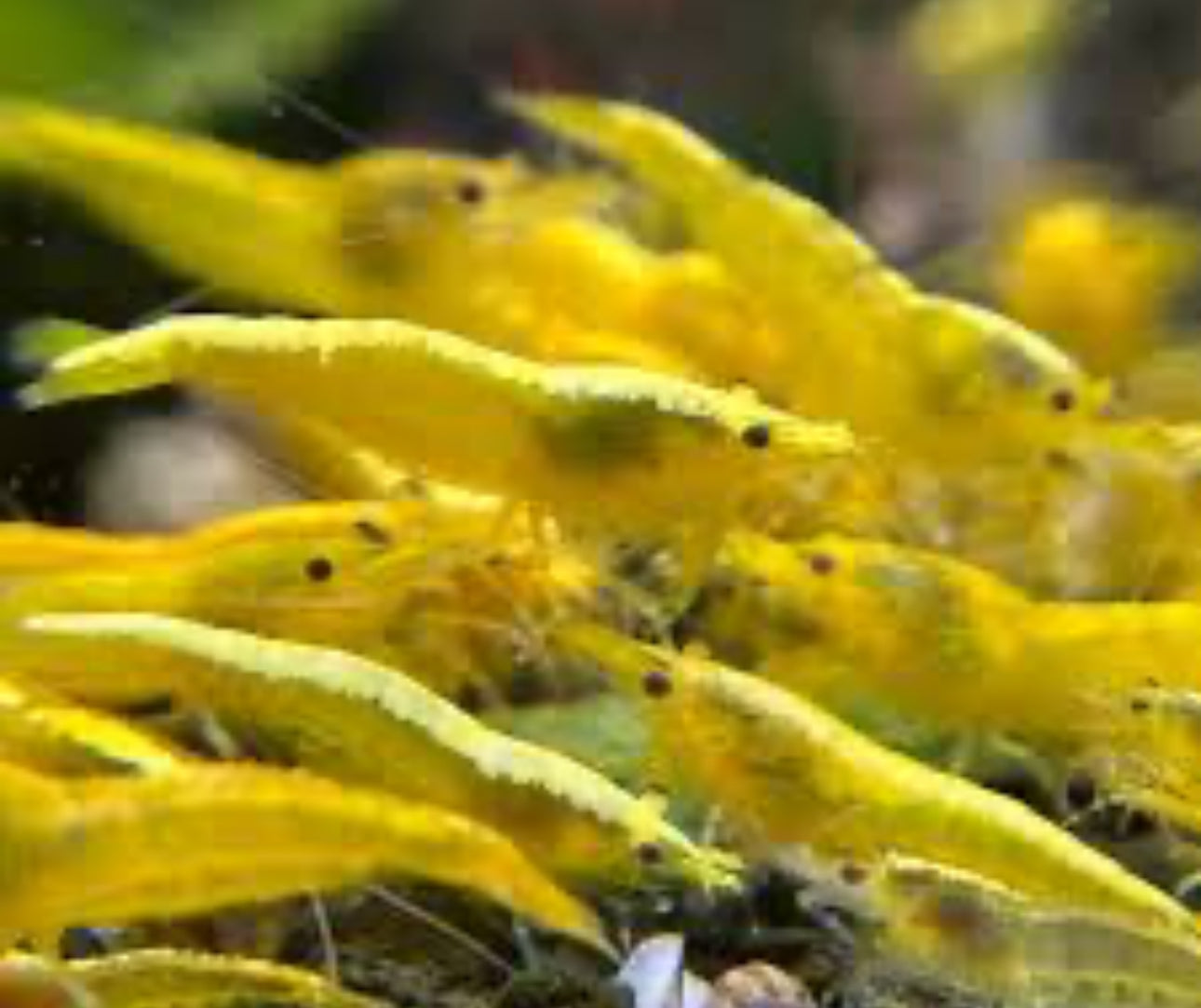 Yellow Fire Shrimp