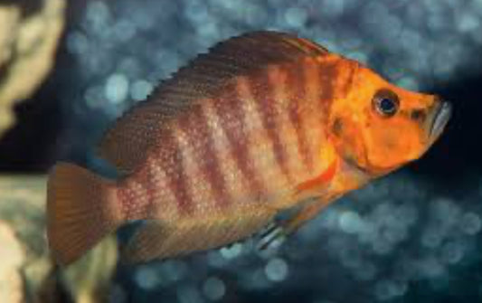 Altolamprologus Compressiceps Red 1"-2"