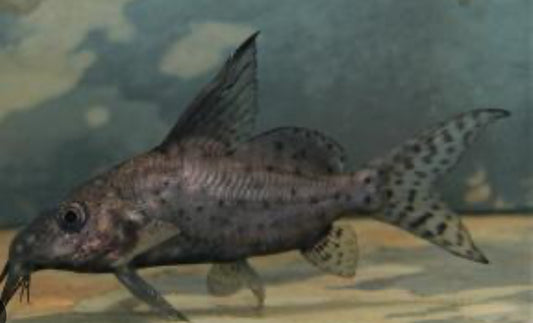 Brachysynodontis Batensoda