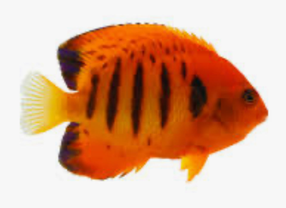 Flame Angelfish (christmas Island)