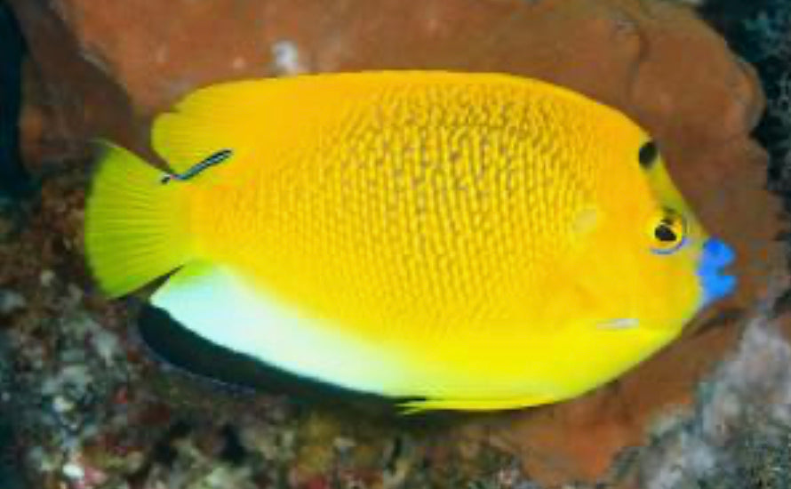 Flagfin Angelfish