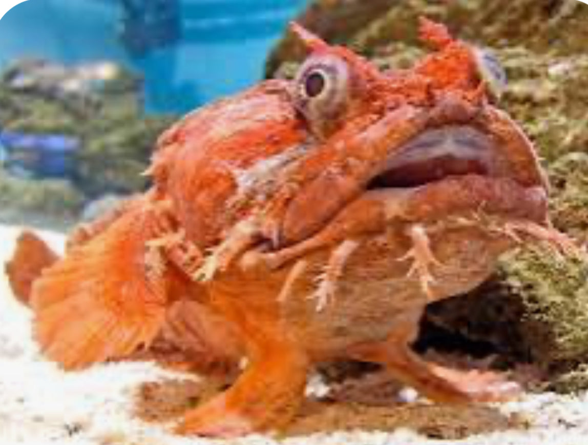 Orange Toadfish (Opsanus beta)