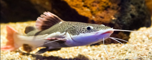 South American Redtail Catfish