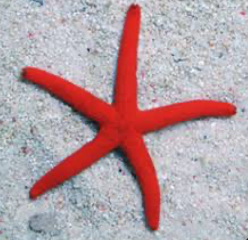 Orange Linckia Starfish