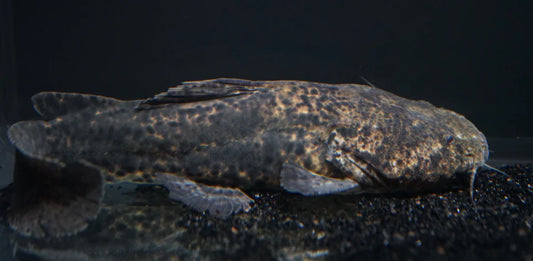 Jelly Catfish (Cephalosilurus apurensis) 7"-8"