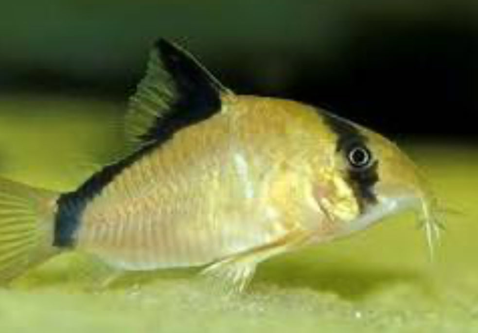 Corydora Metae