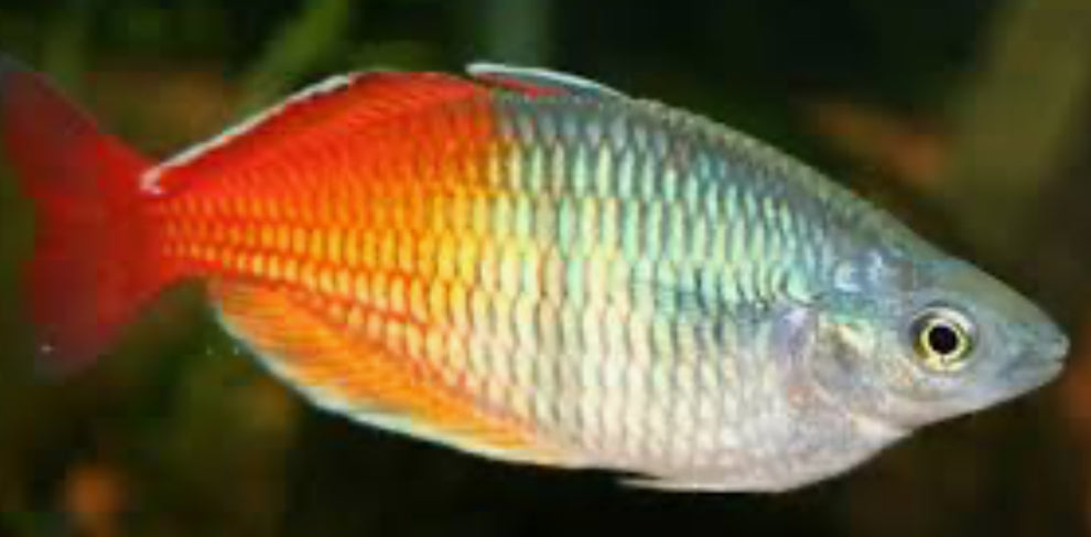 Boesmani Rainbowfish