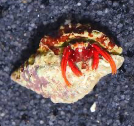 Red Leg Scarlet Hermit Crab saltwater