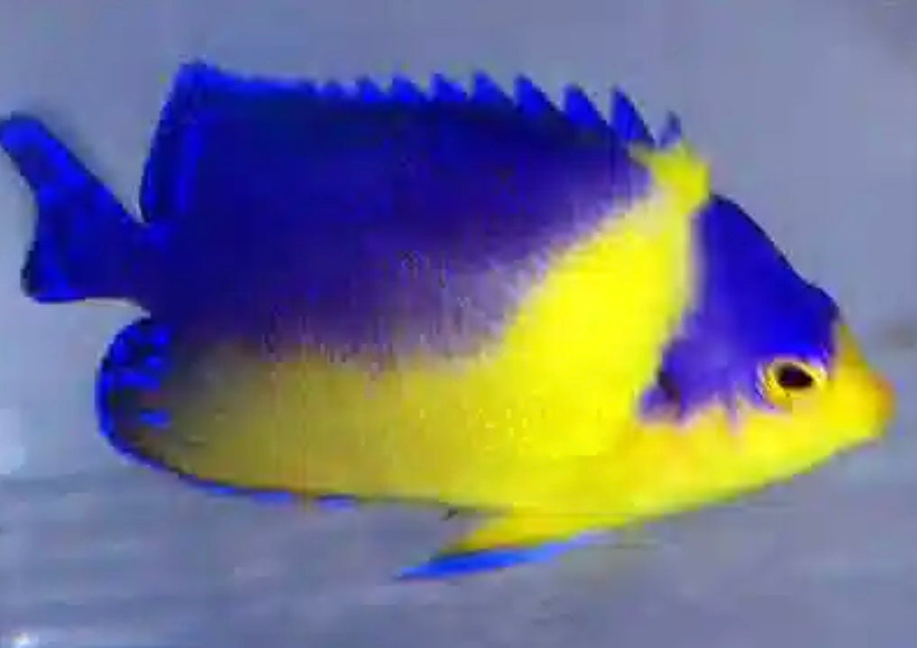 Venustus Angel-MD (Purple Masked Angelfish EXPERT ONLY)