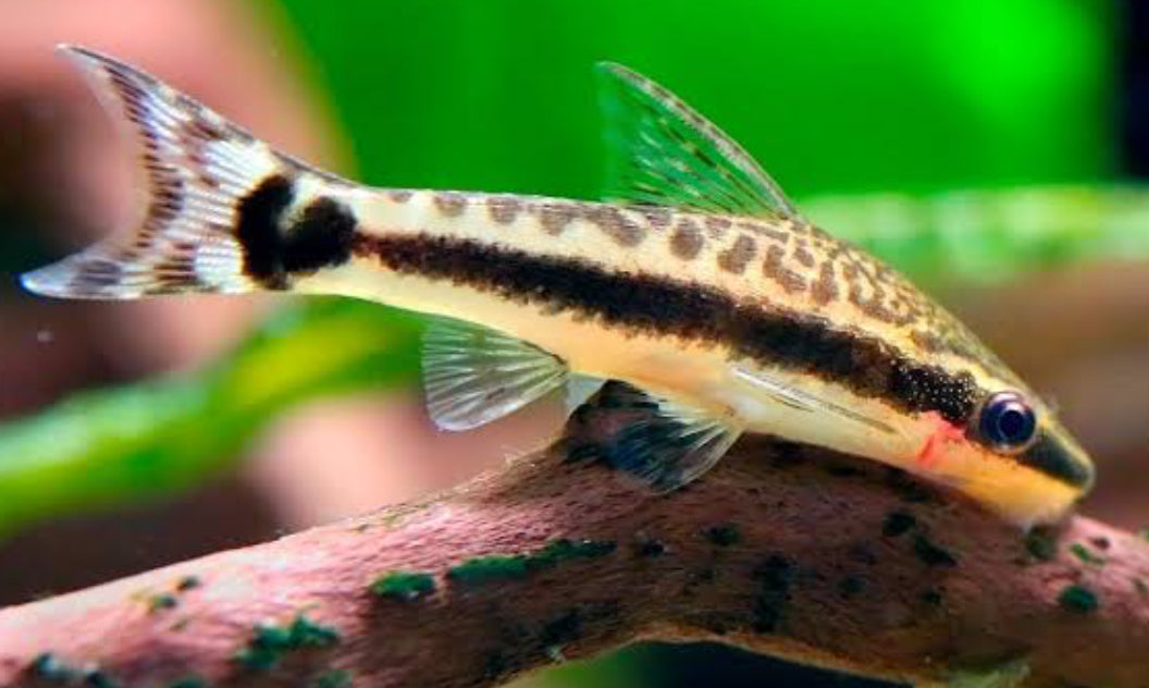 Otocinclus Catfish