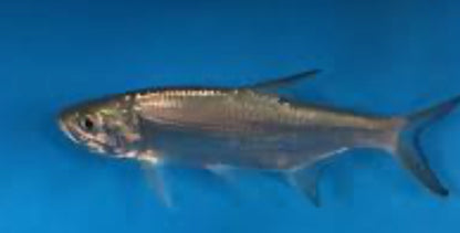 Atlantic Freshwater Tarpon (Megalops atlanticus) 4"-5"