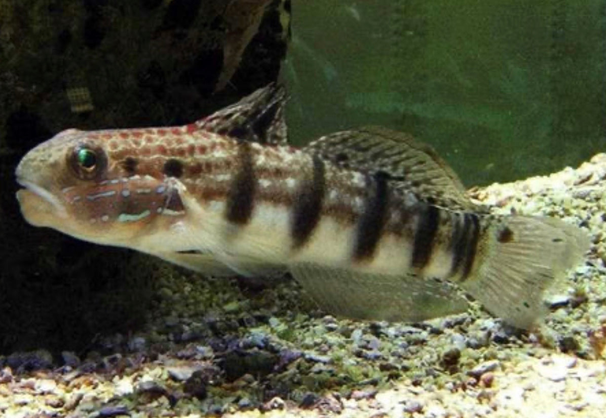 Bullet Head Goby-MDL – DANBURY AQUARIUM