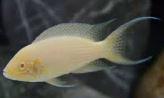 Neolamprologus brichardi Albino 1"-2"