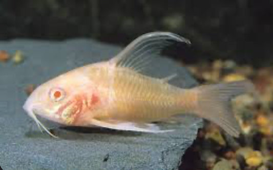 Long Fin Albino Corydoras