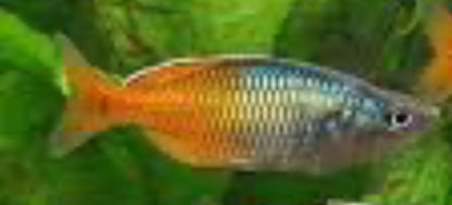 Boesmani Rainbowfish