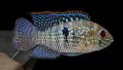 ACARA – BLUE ACARA CICHLID FISH