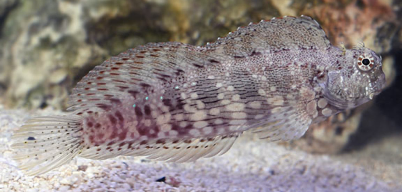 Red Fin Algae Blenny