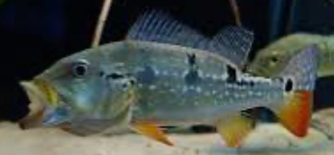 Pinima Peacock Bass (Cichla pinima)