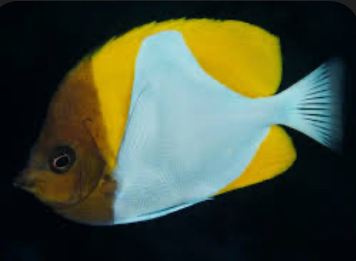 Yellow Pyramid Butterflyfish