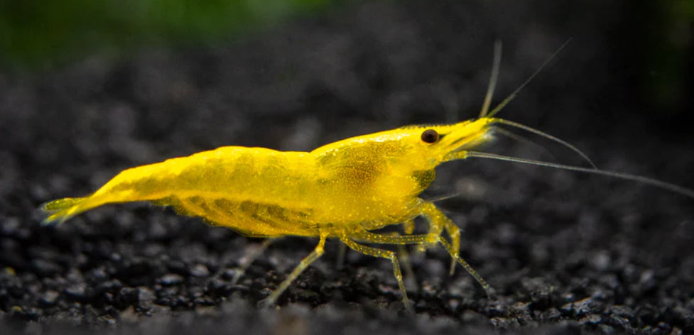 Gold Stripe Yellow Fire Shrimp