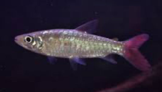 Red Tail Chalseus 5"