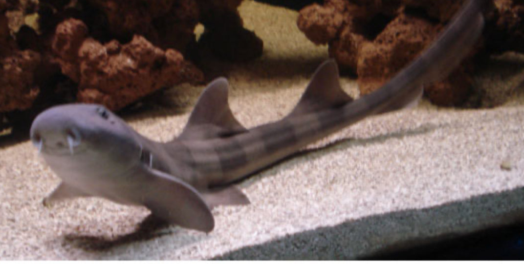 Arabian CAT Banded Shark LG