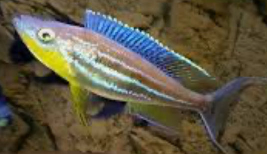 Benthochromis tricotti