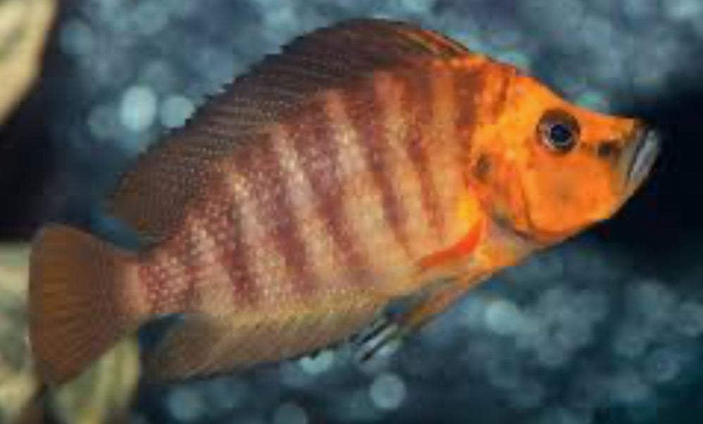 ALTOLAMPROLOGUS COMPRESSICEPS CHAITIKA ORANGE (Wild)