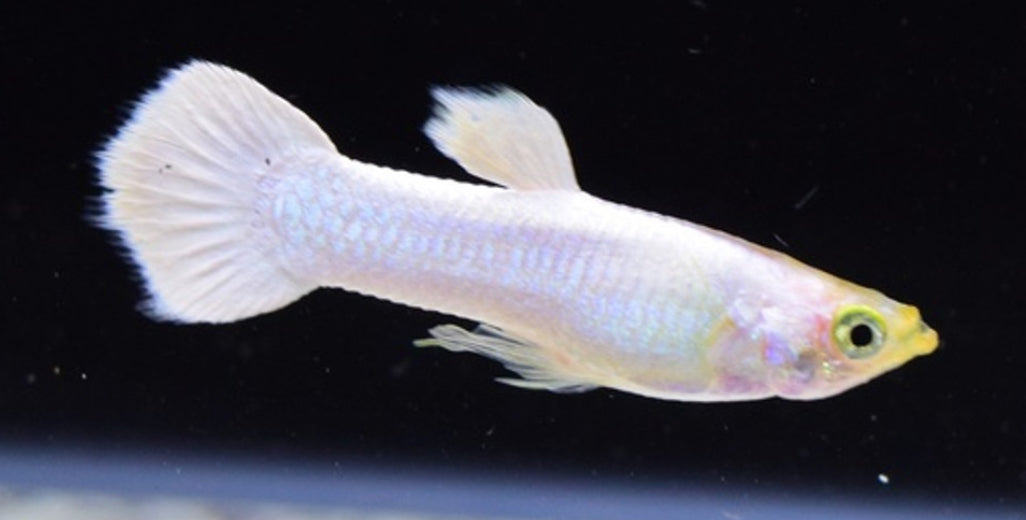 Show White Guppy Male