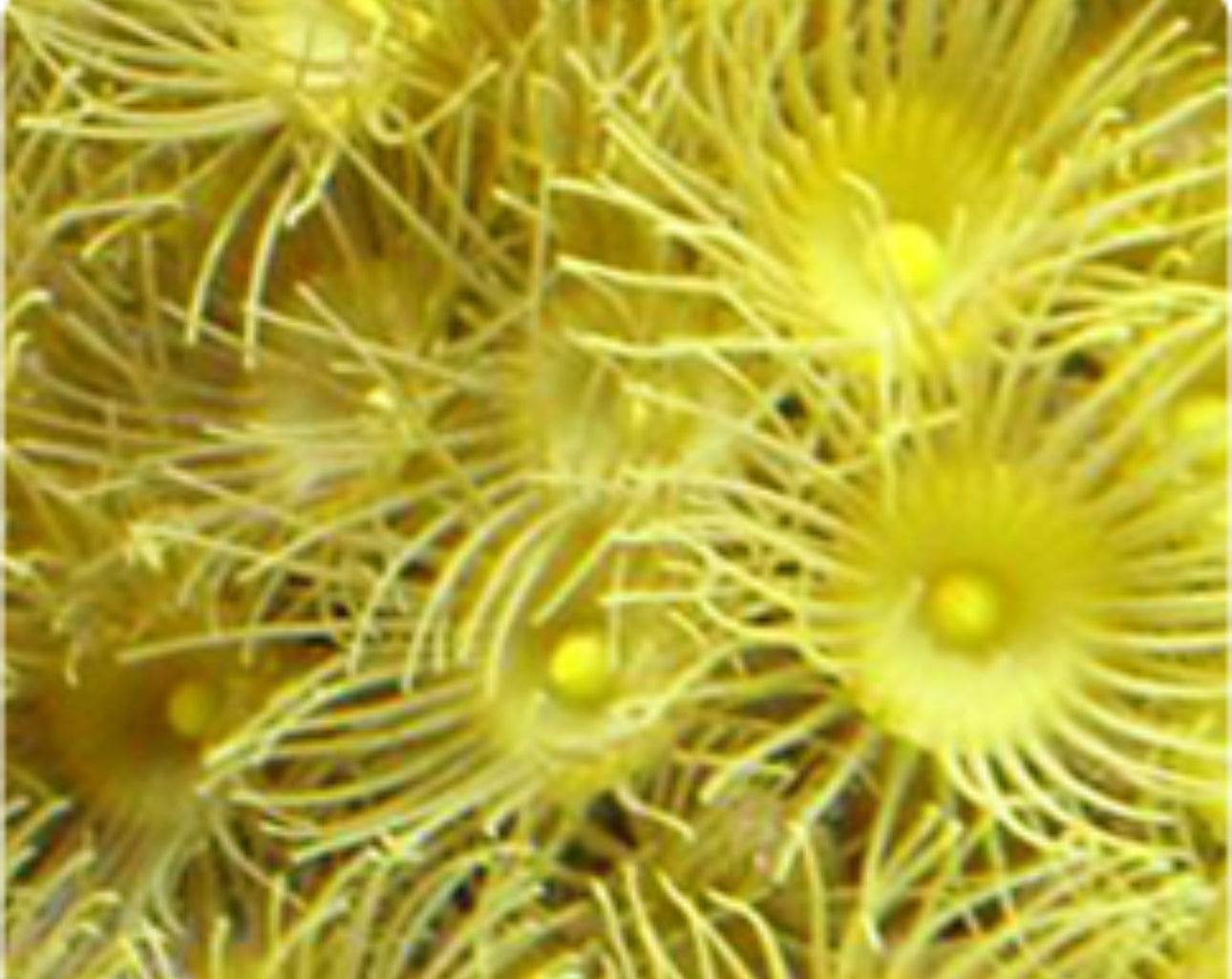 Yellow Polyps-LG