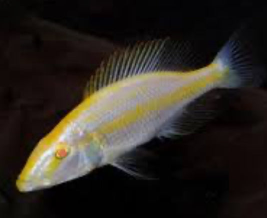 Hap. Compressiceps Albino