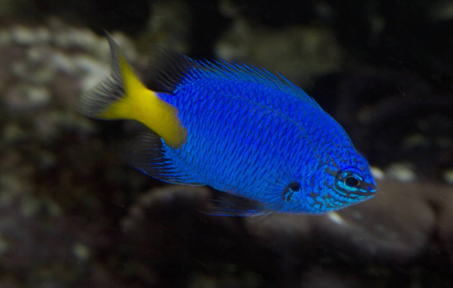 Yellowtail Blue Damsel-MD