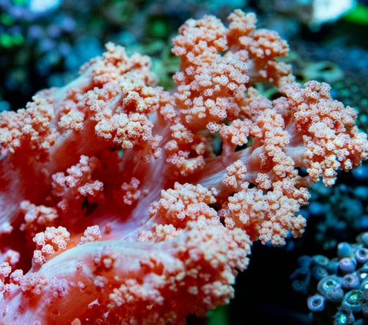 Strawberry Carnation Coral-LG