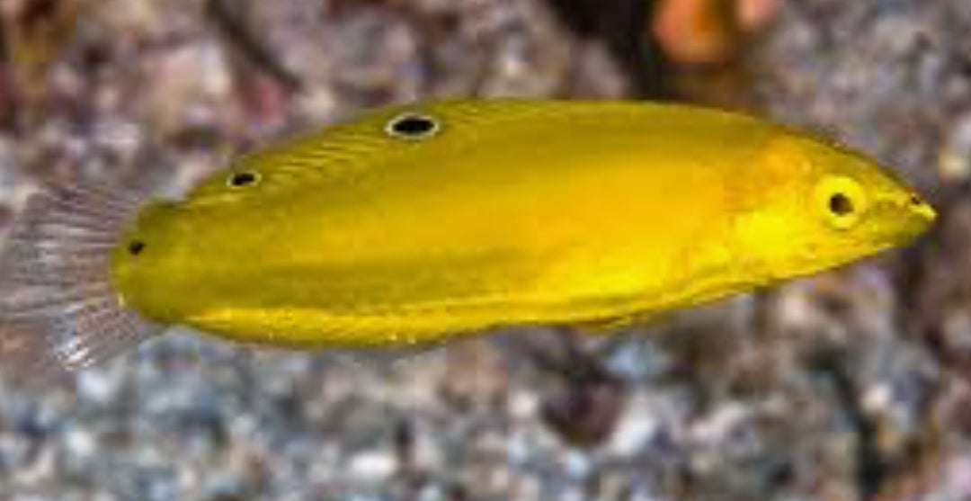 Yellow Coris Wrasse (Halichoeres chrysus)