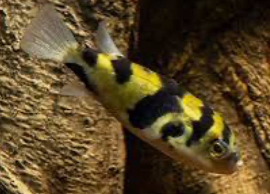 Freshwater Amazon Puffer