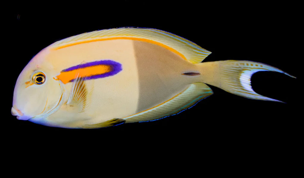 Orange Shoulder Tang