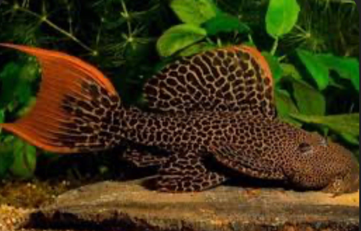 L600 Leopard Cactus Pleco (Pseudacanthicus Leopardus)