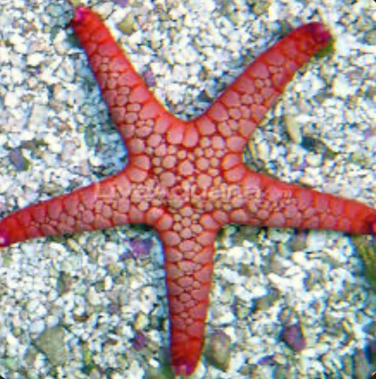 Marble Fromia Starfish
