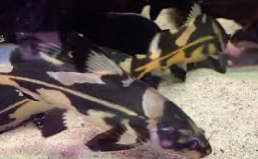 Harlequin Lancer Catfish (Bagroides Melapterus) 3"+