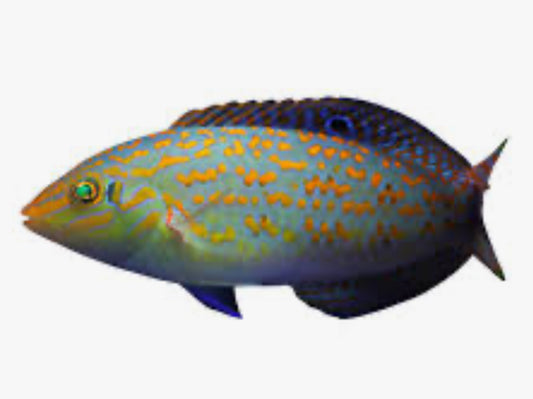 Timor Wrasse - South Asia